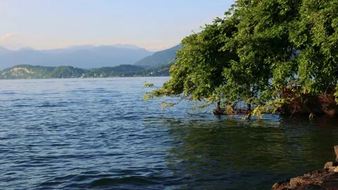 Nice Lake Panorama with Tree Above the Water Stock Footage 161741242