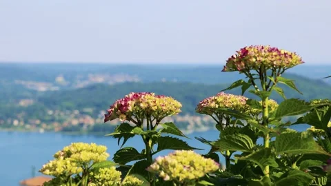 Nice Lake's Flowers Close Up Stock Footage 161819812