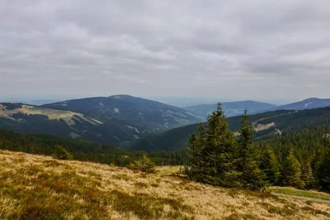 Nice landscape with pine trees meadow and mountains Foto stock