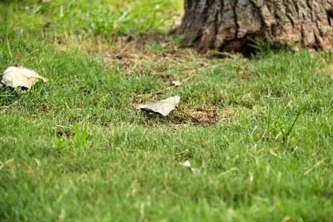 A Nice Leaf And A Tree Photos