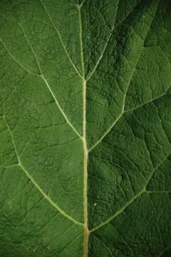A nice leaf texture with branching yellow veins, looks like tree inside. Stock Photos