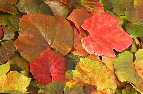 Nice leaves of grape 스톡 사진