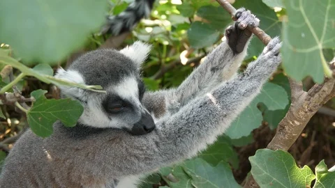 Nice lemur keeping a twig and sleeping in a leafy tree on a sunny day in summer Video stock 117062239