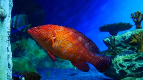 A nice Leopard Coral Trout under water Stock Footage 311489424