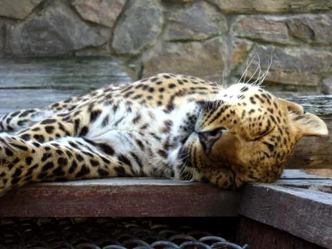 Nice leopard sleeping in the cell of zoo Stock Photos