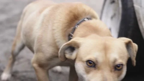 Nice light dog on a leash trying to reach Stock Footage 147923394