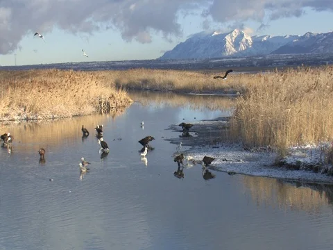 Nice Light on Low Flying Bald Eagle that lands in water, w audio Stock Footage 124562948