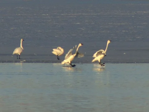 Nice Light on Tundra Swans Flying, stabilized Stock Footage 124706026