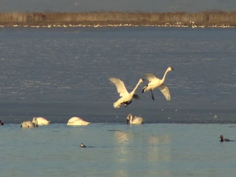 Nice Light on Tundra Swans Flying in from the Mountain Background and landing Stock Footage 124706207