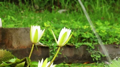 Nice lily pond view Stock Footage 72446468