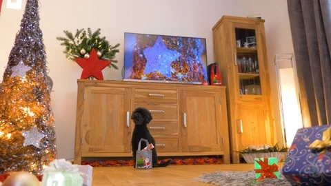 Nice little dog (poodle) brings Christmas presents Stock Footage 99187341