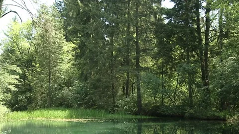 A nice little pond in a forest Stock Footage 73465823