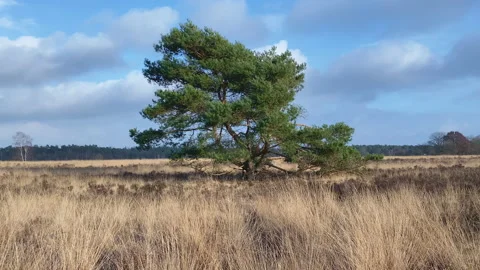 A nice lonely pine tree between heather and grassland Stock-Footage 217713540