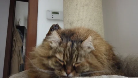 Nice long haired cat in cleaning time, siberian breed Stock Footage 127358262