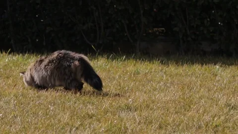 Nice long haired cat playing in a garden Vídeo Stock 103175554