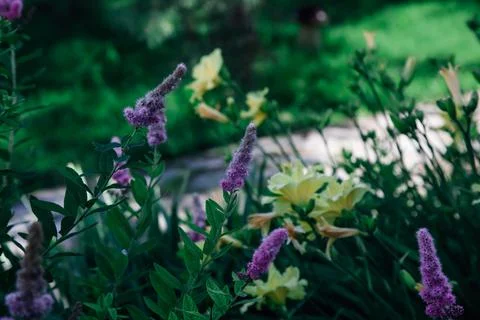 Nice-looking attractive violet and light yellow small flowers among other green Stock Photos