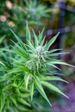 Nice Looking Marijuana Bud 写真素材