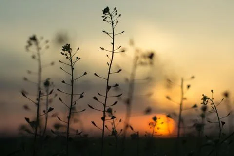 Nice looking plants with sunset on background Stock Photos
