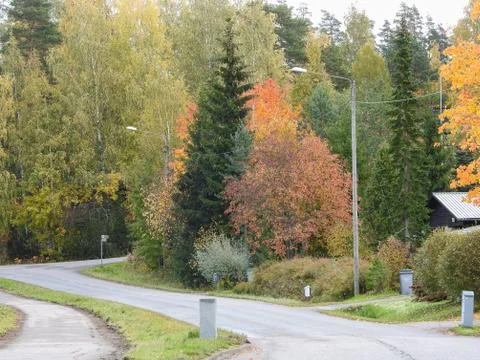 Nice looking trees next to a road Stock Photos
