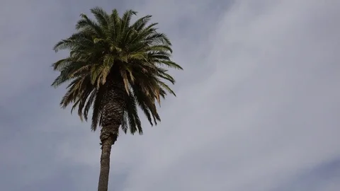 A nice low angle of a palm tree as a generic plane lands silhouetted against the Vidéo 79405743