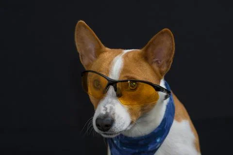 Nice low key potrait of stylish basenji dog wearing blue kerchief Foto stock