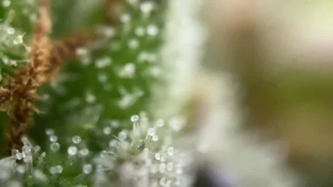 Nice Macro of Cannabis, microscope shows thc cbd trichomes of a marijuana plant Stock Footage 284024341