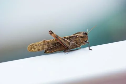 Nice macro shot of grasshopper Stock Photos