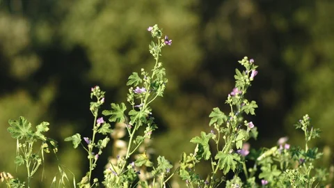 Nice mallow in a windy meadow Video stock 129442931