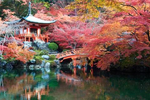 Nice maple garden Stock Photos