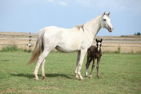 Nice mare with its foal Stock Photos