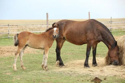 Nice mare with its foal Stock Photos