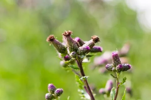 Nice meadow flower Foto stock