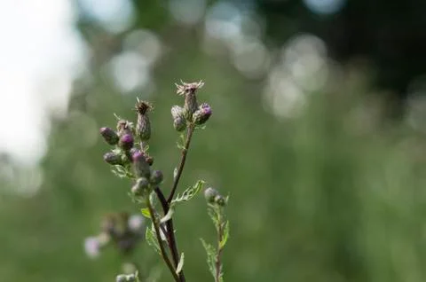 Nice meadow flower Stock Photos