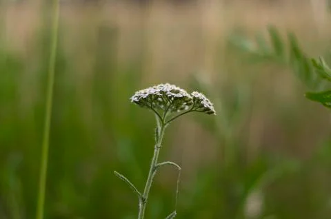 Nice meadow flower Stock Photos