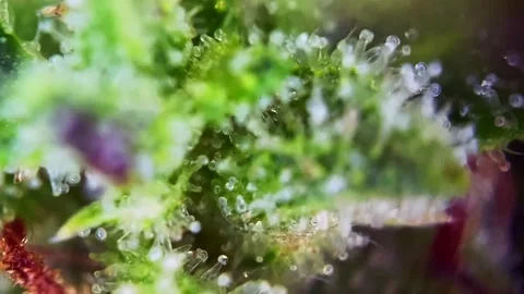 Nice Microscopic view showing milky cannabis trichomes. Stock Footage 345338748