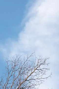 Nice moment of cloud with tree branch against blue sky background Stock Photos
