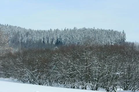 Nice mountain forest in winter Stock Photos
