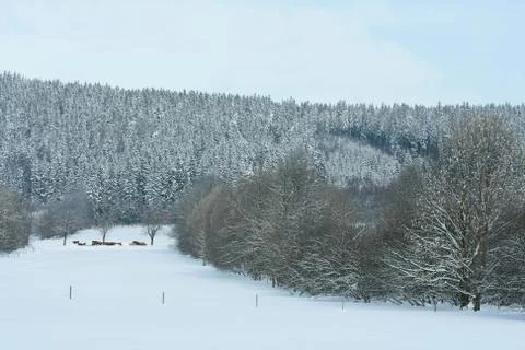 Nice mountain forest in winter Stock Photos
