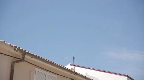Nice movement with palm tree and blue sky in summer Stock Footage 54110309