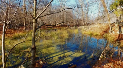 Nice moving shot of pond with trees in foreground Video stock 57973824