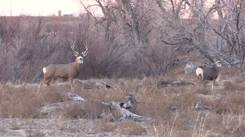 Nice Mule Deer Buck and Doe in Rut Vidéo 33366070