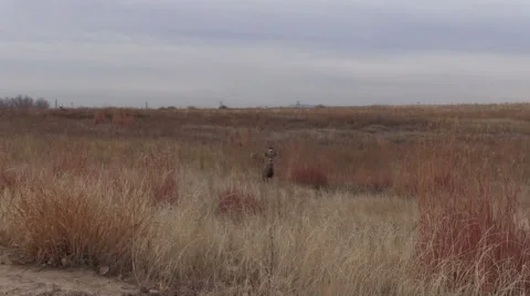 Nice Mule Deer Buck and Doe Stock-Footage 44750952