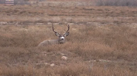 Nice Mule Deer Buck Bedded 库存影片 32547892