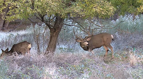 Nice Mule Deer Buck &amp; Doe Graze Under Tree-Buck Raises Head Stock Footage 49623782