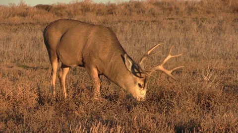 Nice Mule Deer Buck Feeding Vídeos de archivo 32401682
