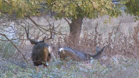 Nice mule deer buck follows a doe in riparian habitat Stock Footage 112034836