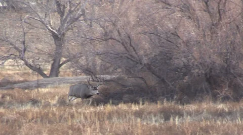 Nice Mule Deer Buck Stock-Footage 33309264