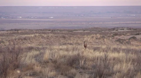 Nice Mule Deer Buck Vídeos de archivo 44751071