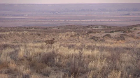 Nice Mule Deer Buck Vídeos de archivo 44751271