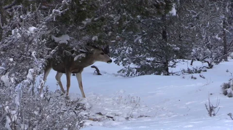 Nice Mule Deer Buck Vídeos de archivo 47703271